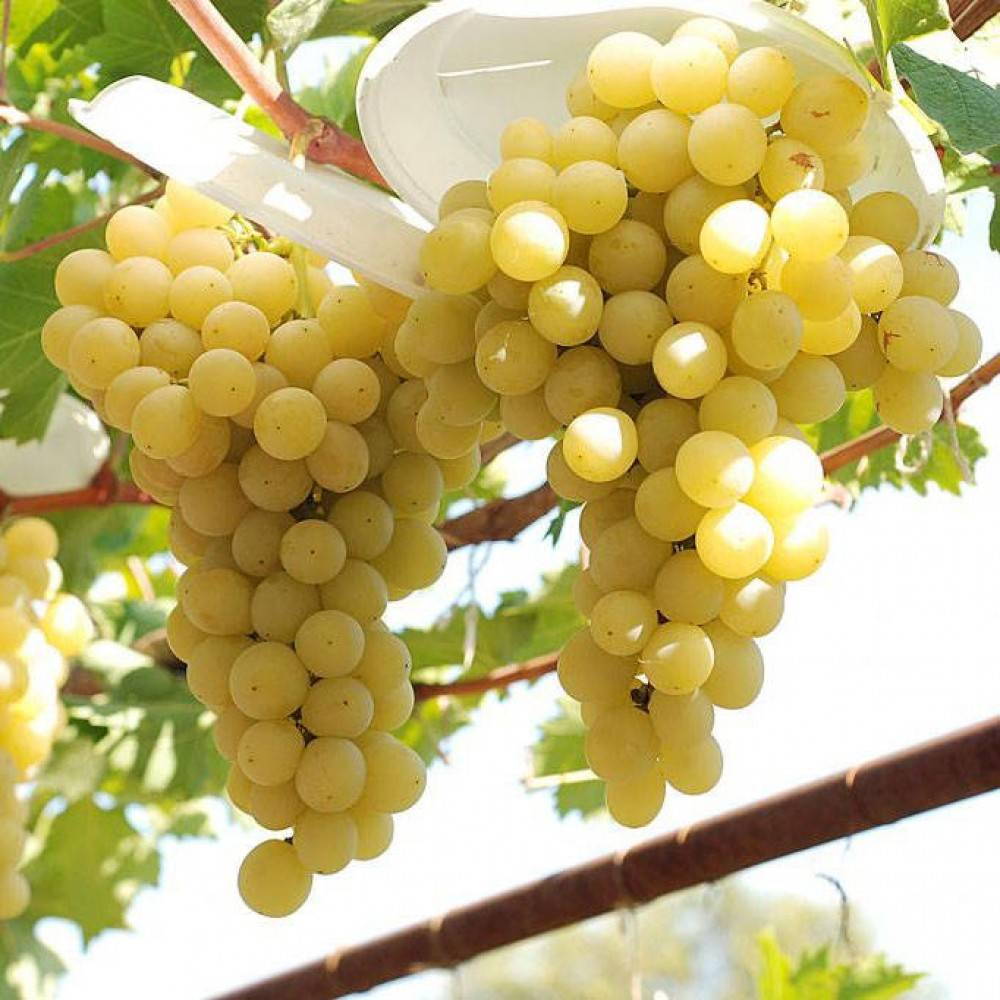 Выращивание винограда сорта Валери: описание, характеристики, уход, фото, отзывы
